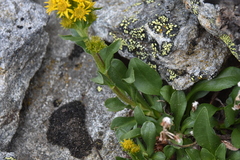 Solidago multiradiata