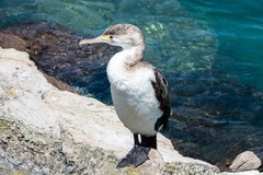 Phalacrocorax varius varius