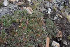 Dryas hookeriana