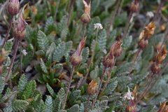 Dryas hookeriana