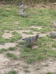Patagioenas picazuro