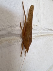 Pyrgocorypha uncinata