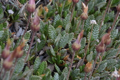 Dryas hookeriana