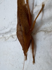 Pyrgocorypha uncinata