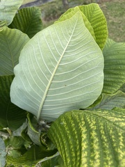 Magnolia macrophylla