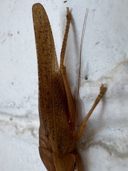 Pyrgocorypha uncinata