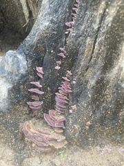 Trichaptum biforme