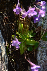 Pinguicula macroceras