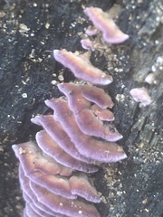 Trichaptum biforme