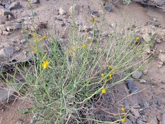 Adenophyllum cooperi