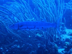 Sphyraena barracuda