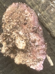 Trichaptum biforme