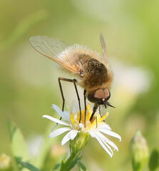 Sparnopolius confusus