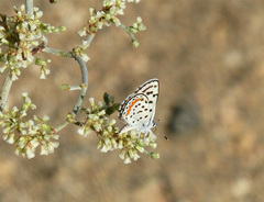 Euphilotes pallescens