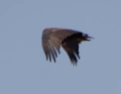 Terathopius ecaudatus