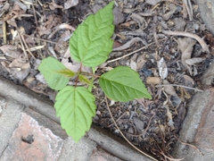 Acer negundo