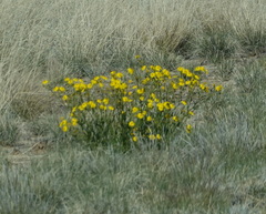 Osteospermum microcarpum