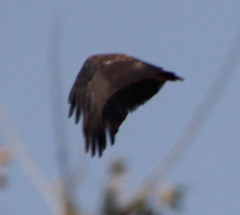 Terathopius ecaudatus