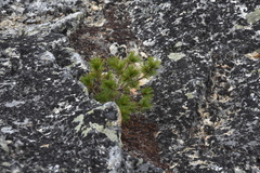 Pinus contorta