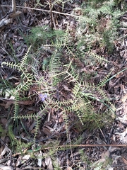 Gleichenia