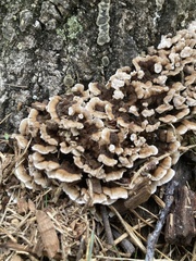 Fungi