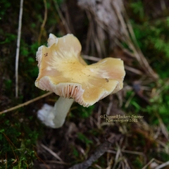 Entoloma murrayi