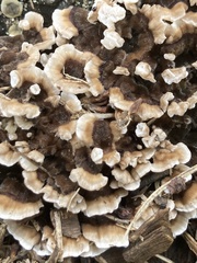 Fungi