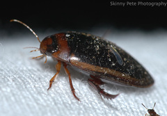 Hydaticus bimarginatus