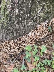 Fungi