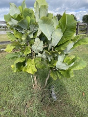 Magnolia macrophylla