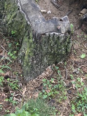 Fungi