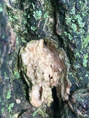 Fungi