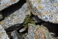Cryptogramma acrostichoides