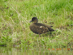 Anas castanea