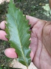 Quercus muehlenbergii
