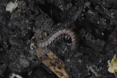 Pseudopolydesmus