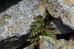 Cryptogramma acrostichoides