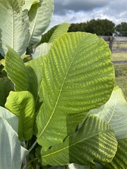 Magnolia macrophylla