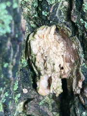 Fungi