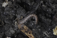 Pseudopolydesmus
