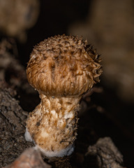 Inocybe hystrix