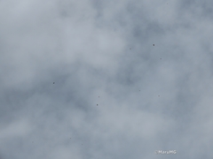 Danaus plexippus plexippus