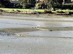Larus dominicanus dominicanus