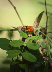Sceloporus utiformis