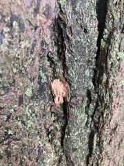 Fungi