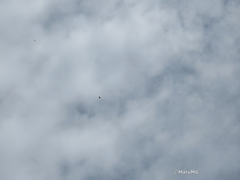 Danaus plexippus plexippus