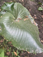 Colocasia
