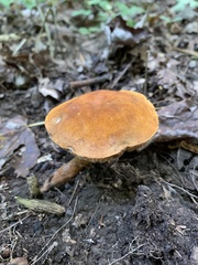 Gyroporus castaneus