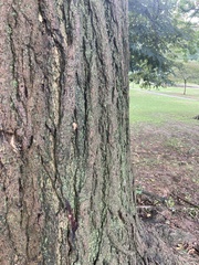 Fungi
