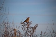 Embernagra platensis